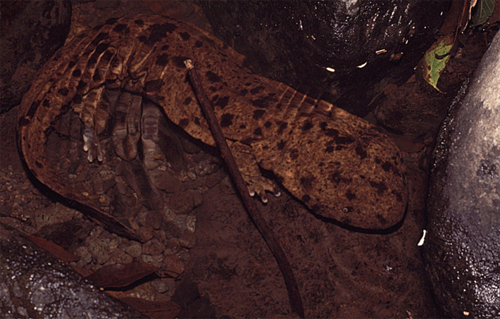 e0010166_018455.gif