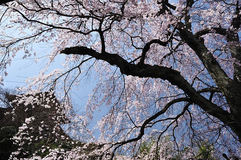 當麻寺の枝垂れ桜　（２）_f0067667_20163951.jpg