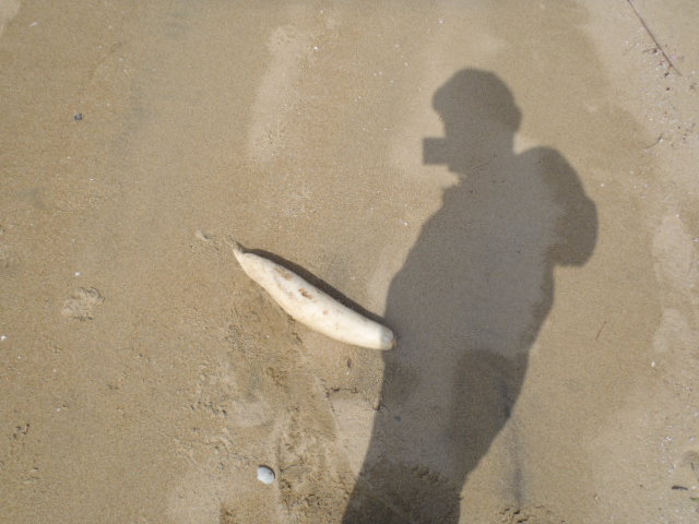 シーバード_a0077071_1215374.jpg