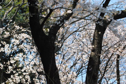春いろ_d0091671_10494383.jpg