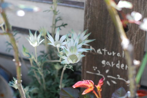 お花_d0091671_17532785.jpg