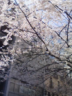 東京・八重洲　さくら通りの桜_f0112873_1143392.jpg