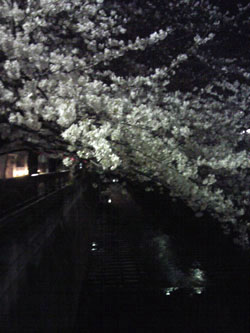 目黒川の桜　2011_f0207074_156254.jpg