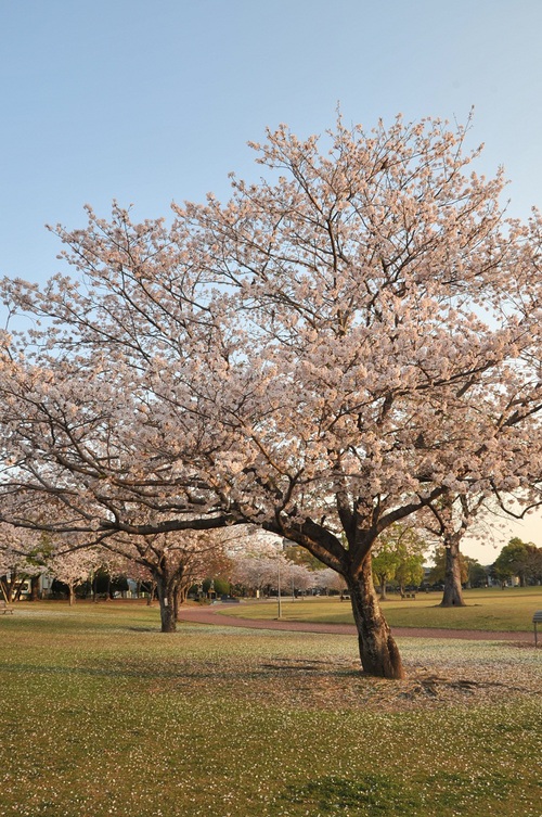 宮崎市　文化公園（旧　宮崎大学農学部　跡）_a0043276_91019100.jpg