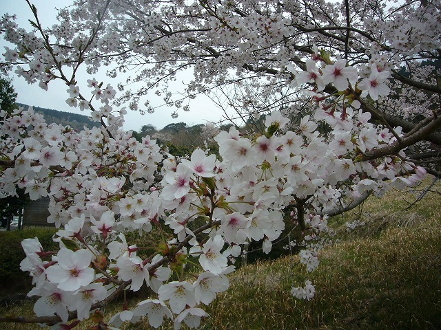 Mt. Sakura_d0048577_2349582.jpg