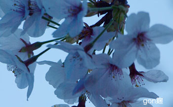 花は桜　魚は鯛　　〜谷崎潤一郎〜_c0059278_9522898.jpg