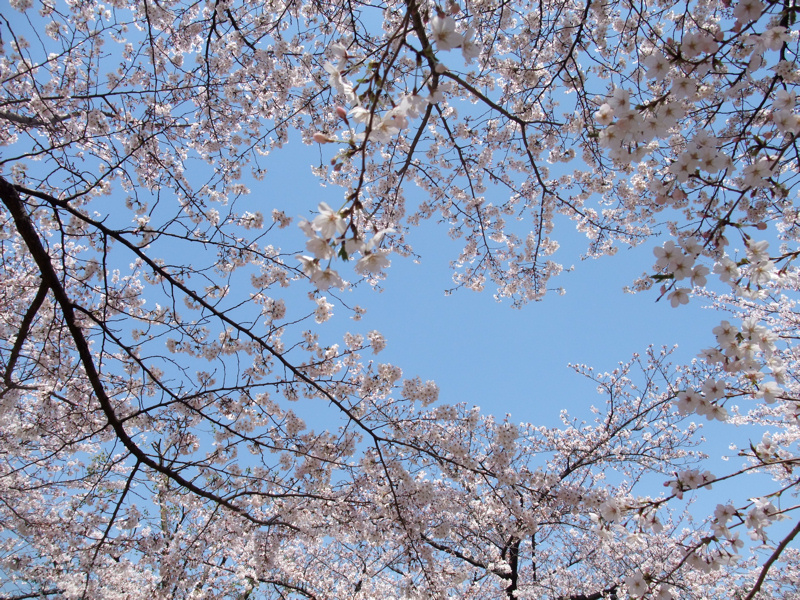 桜を生ける_c0173978_0433134.jpg