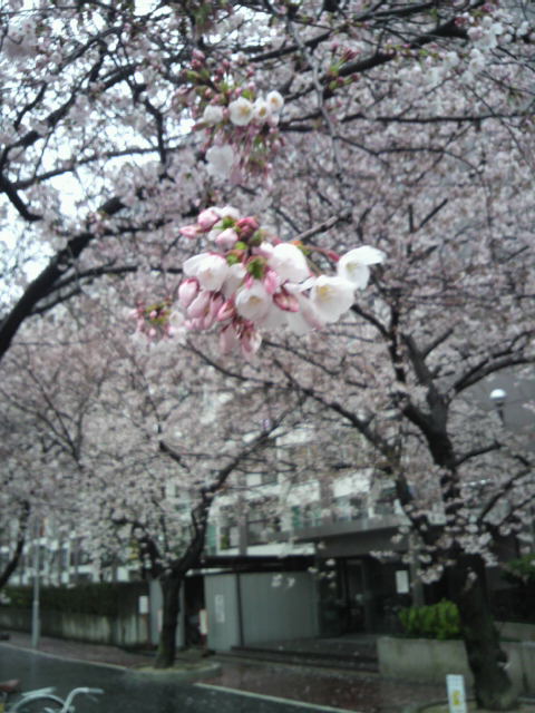 さまざまな　こと思い出す　桜かな　芭蕉_f0052181_929511.jpg