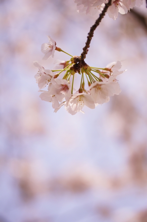 姪っ子と花見さんぽ^^_f0189086_203394.jpg