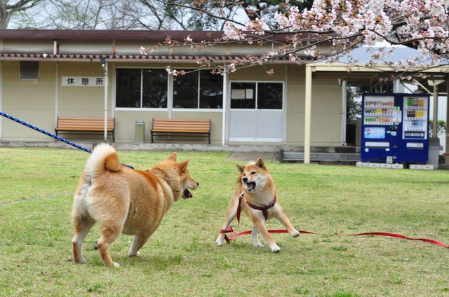 早起き散歩でお知り合い_a0126590_1185756.jpg