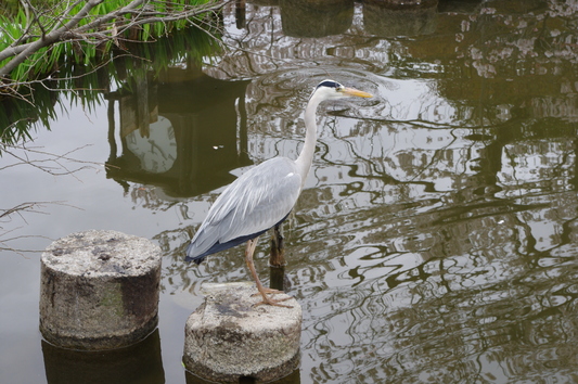 c0068891_1732521.jpg