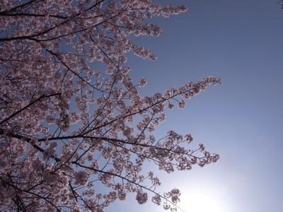 桜 入学式_d0104091_19572896.jpg