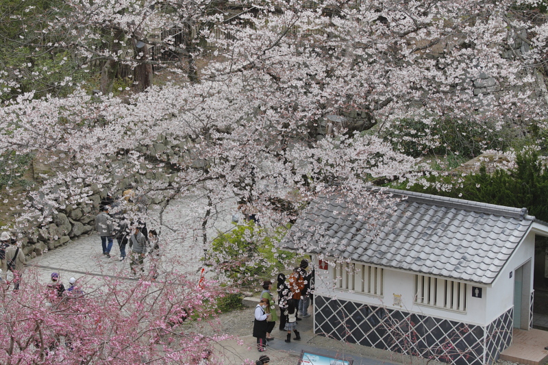 桜に魅了されて-06_d0147393_052172.jpg