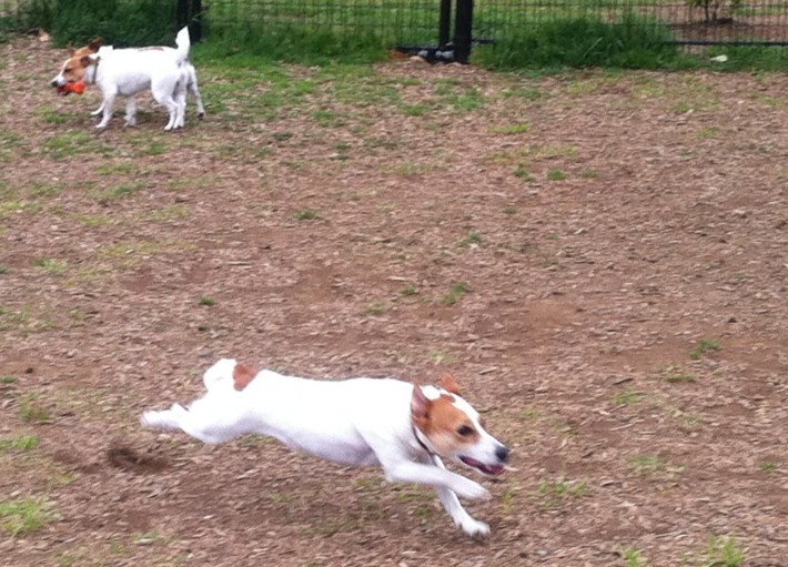 Ｄｏｇ　Ｒｕｎ_a0176294_21592928.jpg