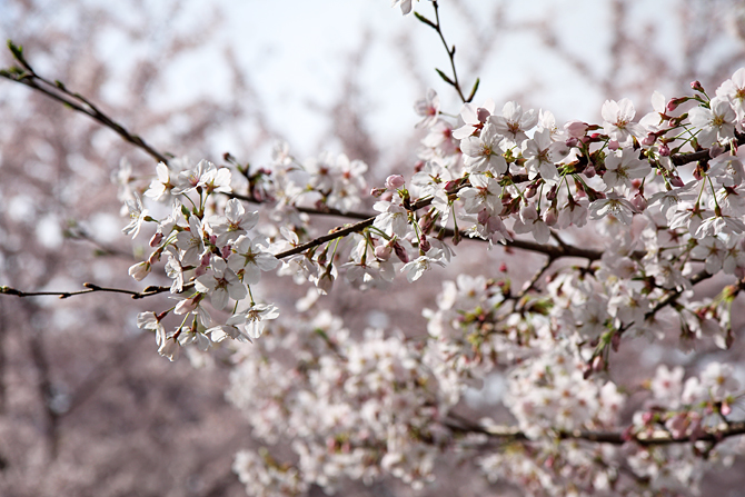 東京な桜@中目黒_c0025895_2335317.jpg