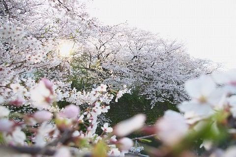 水落交番の桜_a0023397_23101149.jpg