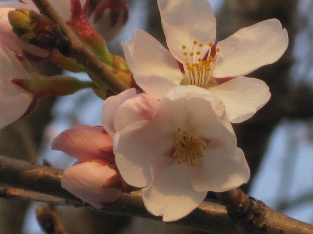 桜が、咲き始めました＾ｖ＾_a0167998_19185629.jpg