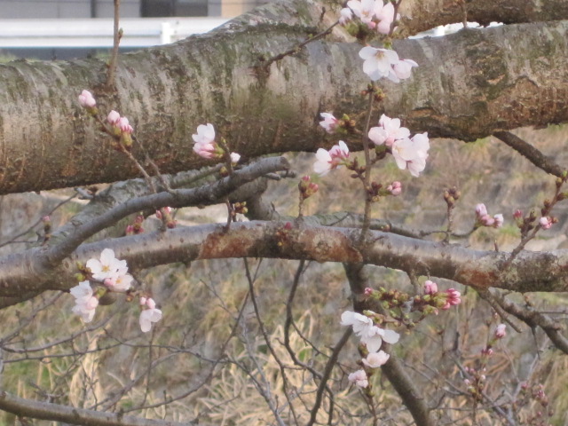桜が、咲き始めました＾ｖ＾_a0167998_1951259.jpg