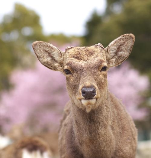 桜をバックにハイチーズ!!_a0104501_5354520.jpg