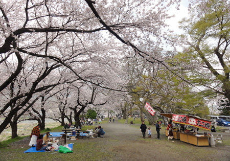 『四月の花は桜色_b0134902_1719558.jpg