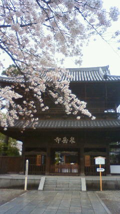 日本の春〜泉岳寺_f0208202_1375736.jpg