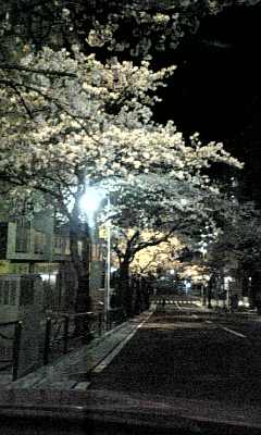 お花見_a0123703_13272639.jpg