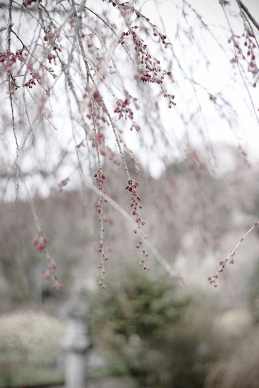 今日、出会えた近所の花たち_a0189203_23301735.jpg