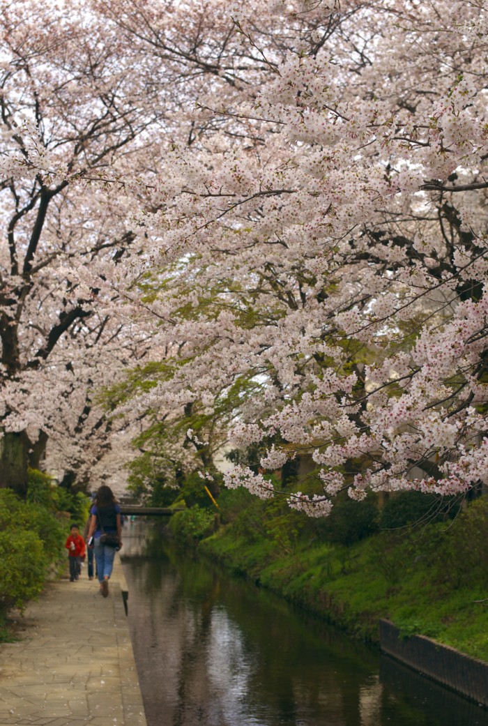 二ヶ領用水　－　川崎市多摩区_c0156404_818862.jpg