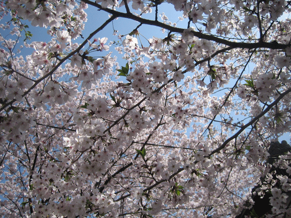 バリ島で桜が満開！？_d0160404_16543475.gif