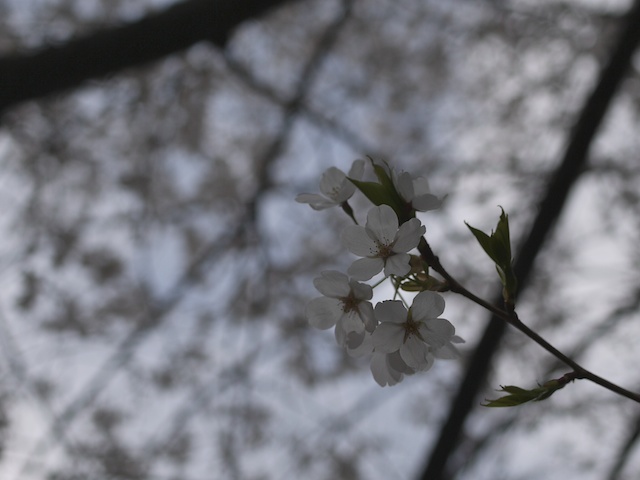 b0180506_22335220.jpg