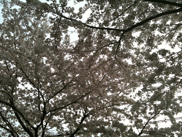 桜新町＆駒沢公園の桜だよ！_c0227407_20171296.jpg