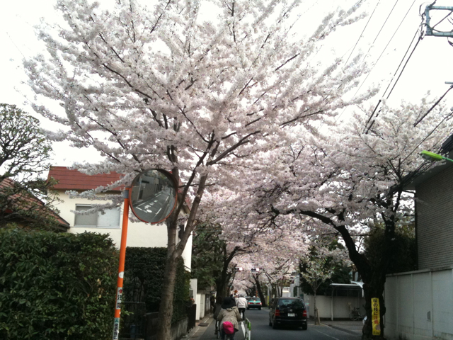 桜新町＆駒沢公園の桜だよ！_c0227407_20185329.jpg