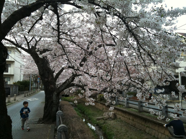 桜新町＆駒沢公園の桜だよ！_c0227407_20292538.jpg