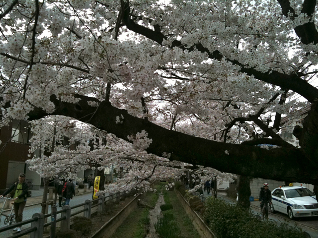 桜新町＆駒沢公園の桜だよ！_c0227407_20293839.jpg