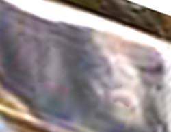e0103408_5501429.jpg