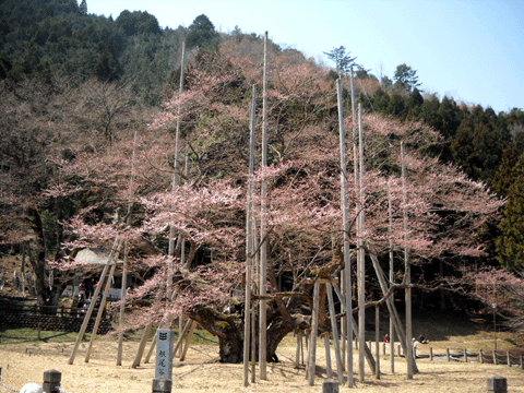b0000209_208145.gif