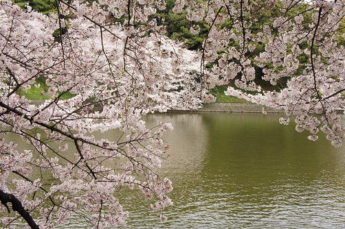 桜の名所は数々あれど・・・_b0112909_19134157.jpg