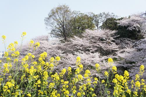 桜の名所は数々あれど・・・_b0112909_192938.jpg