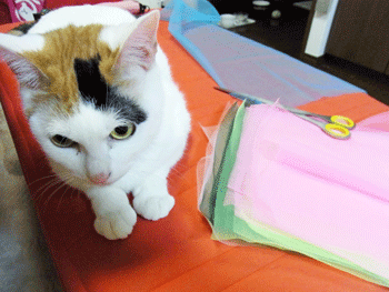 b0189509_225531.gif