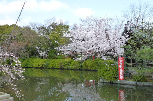 桜日和　～神泉苑～_d0157709_1954345.jpg