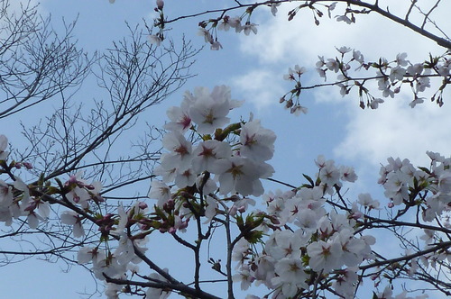 桜日和　～神泉苑～_d0157709_201290.jpg