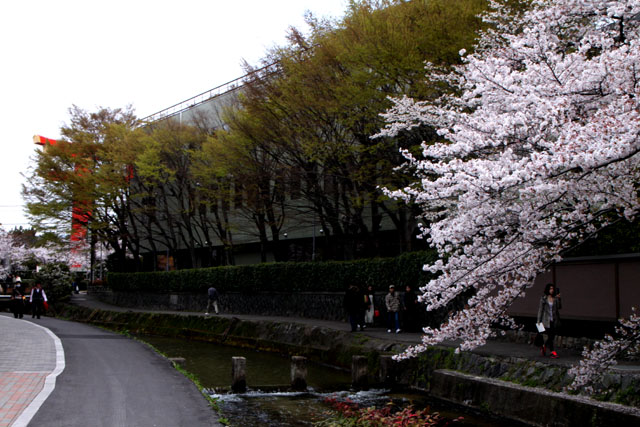 京の花だより 白川散策_e0048413_20171666.jpg