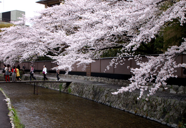 京の花だより 白川散策_e0048413_20173269.jpg
