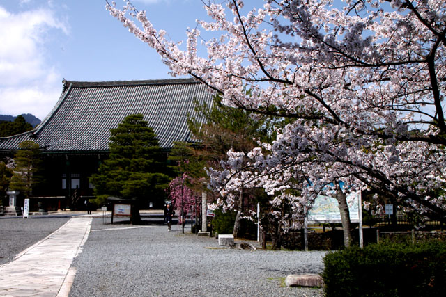 京の花だより 清涼寺 狂言_e0048413_2141836.jpg