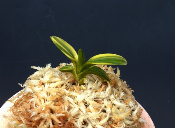 富貴蘭　孔雀丸の縞(本性品) 金孔雀の縞 : □ サムライ オーキッド □ 富貴蘭 セレクトショップ