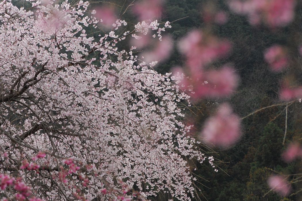 清雲寺の枝垂れ桜（１）_a0031821_21501490.jpg