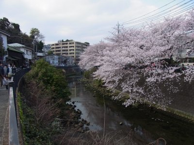 大岡川　さくら満開　2011-2　_e0176922_22474770.jpg