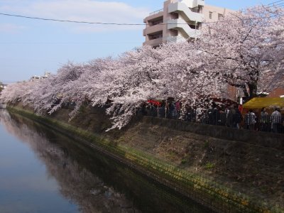 大岡川　さくら満開　2011-2　_e0176922_22524887.jpg