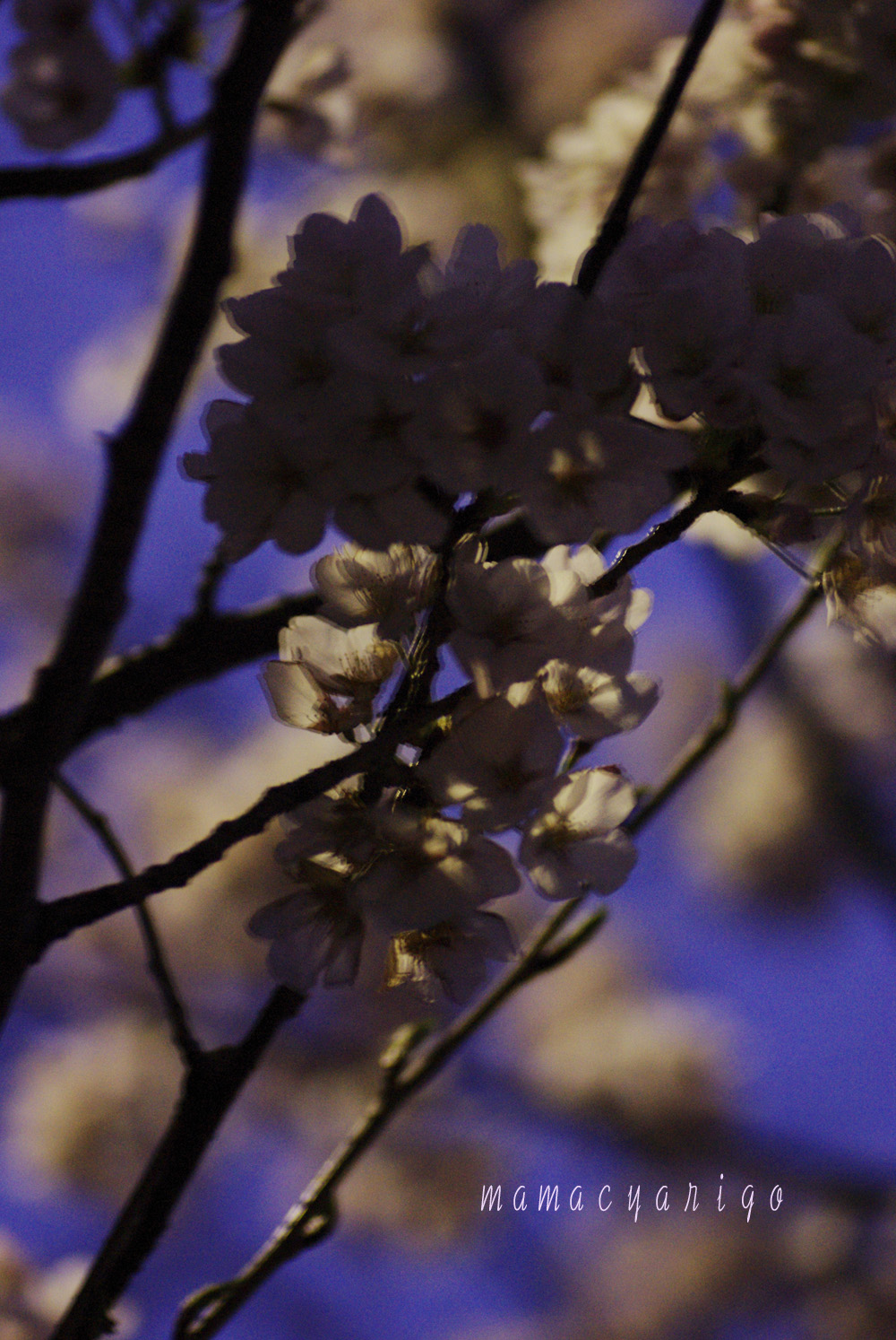 日没の後の桜の公園。_d0158925_7133155.jpg