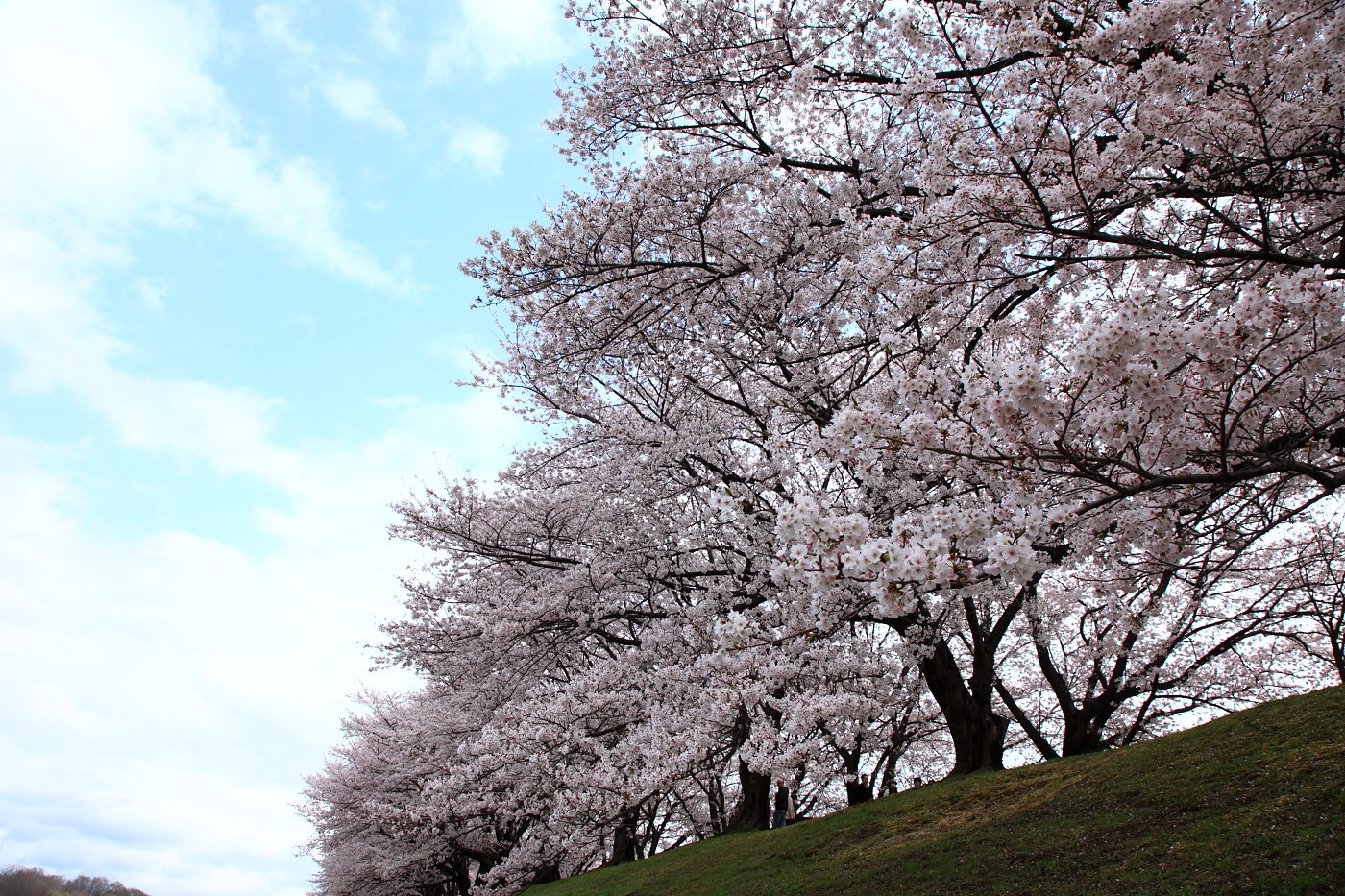 桜紀行_b0164726_21555167.jpg